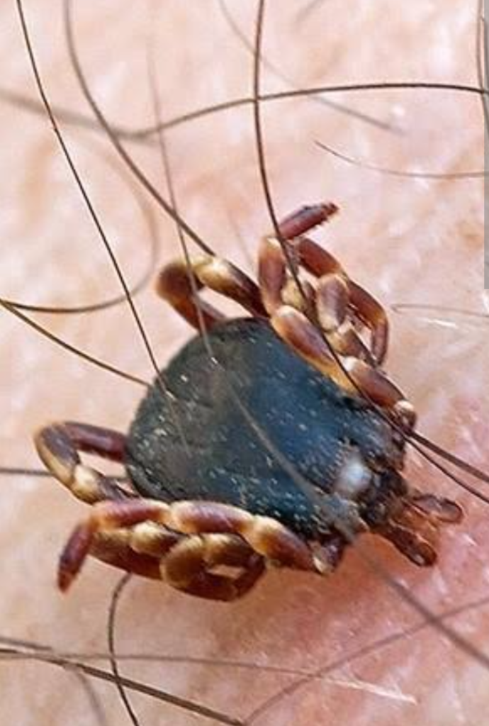 Screenshot_20240525-174356